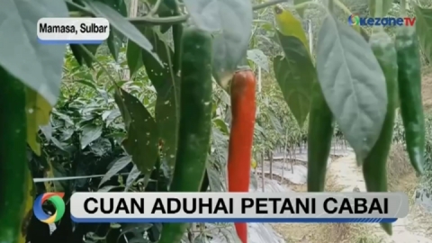 6 Bulan Merintis Budidaya Cabai, Pria di Mamasa Raup Omzet Rp40 Juta per&nbsp;Bulan