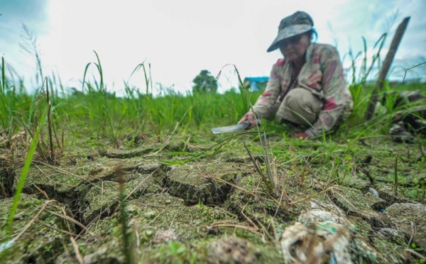 10 Ribu Hektare Sawah di Jambi Terdampak&nbsp;Kemarau
